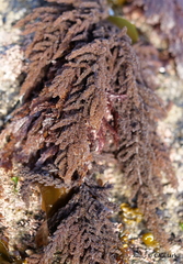 Callithamnion pikeanum