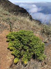 Deinandra frutescens