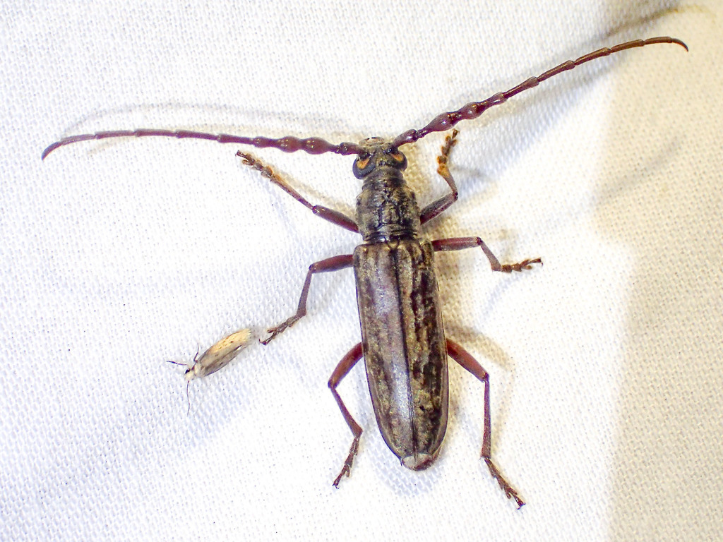 Pachydissus sericus