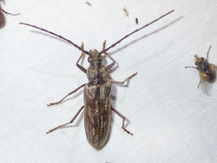 Pachydissus sericus