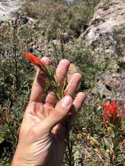 Castilleja minor stenantha