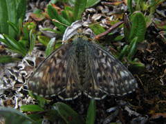 Boloria alaskensis