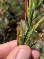 Castilleja minor stenantha