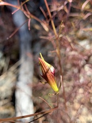Cordylanthus tenuis brunneus