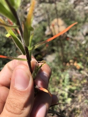 Castilleja minor stenantha