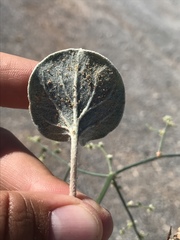 Eriogonum exaltatum