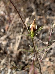 Cordylanthus tenuis brunneus