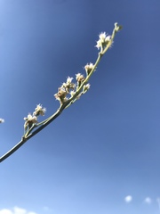 Eriogonum exaltatum