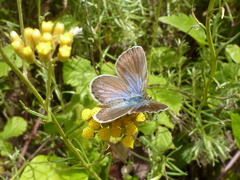 Plebejus bellieri