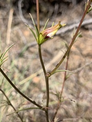 Cordylanthus tenuis brunneus