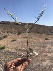 Eriogonum exaltatum