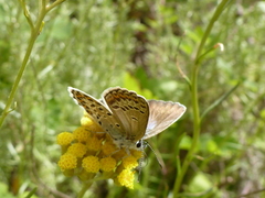 Plebejus bellieri