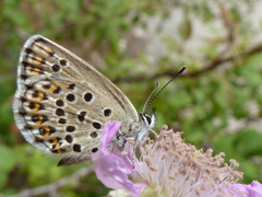 Plebejus bellieri