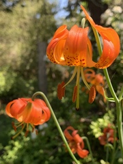 Lilium pardalinum pitkinense