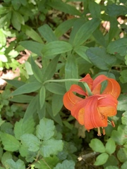Lilium pardalinum pitkinense