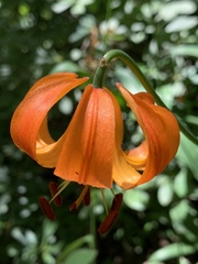 Lilium pardalinum pitkinense