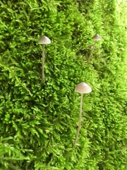 Mycena subcaerulea