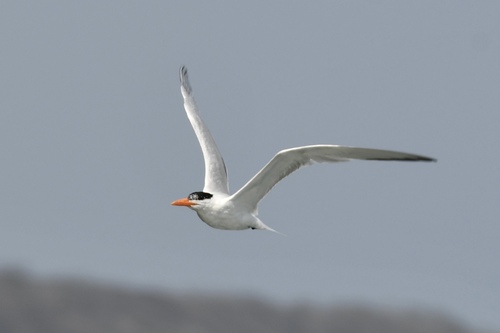 Royal Tern