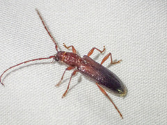 Callidiopis praecox