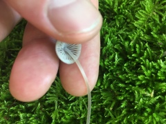 Mycena subcaerulea