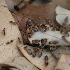 Tenuirostritermes