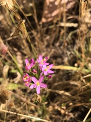 Zeltnera muehlenbergii