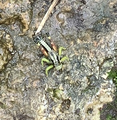 Dendrotettix quercus