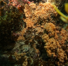 Aplousobranchia