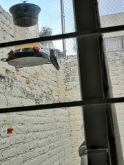 Cynanthus latirostris