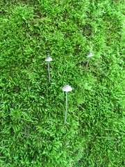 Mycena subcaerulea