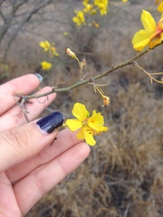 Parkinsonia aculeata