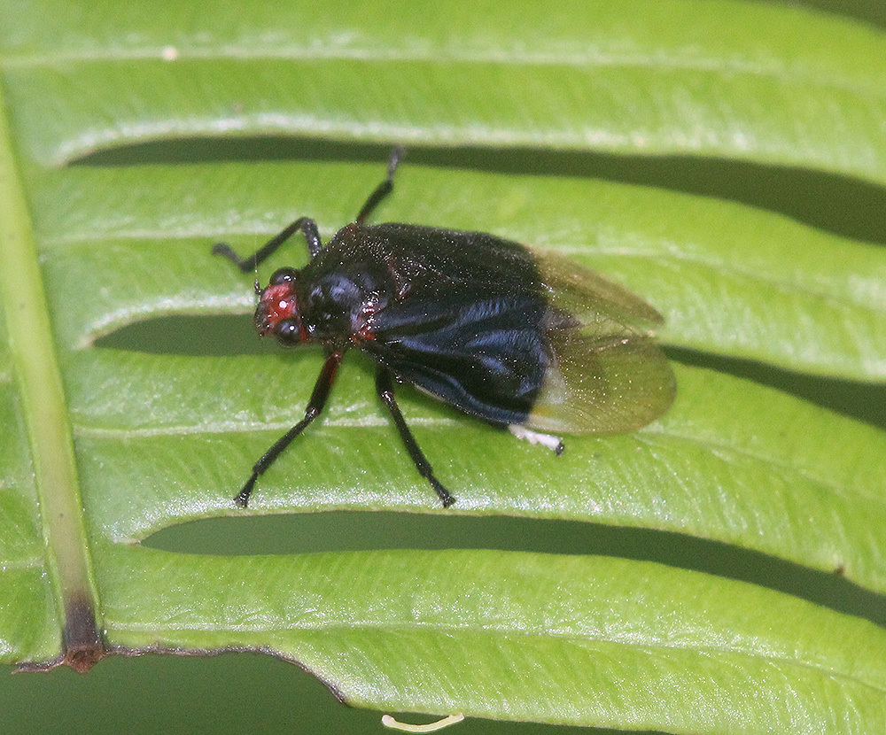 Moultoniella