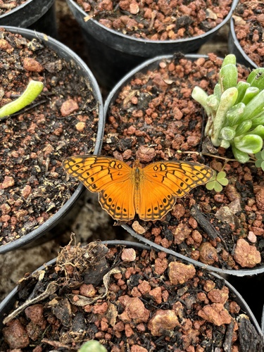 Mexican Fritillary