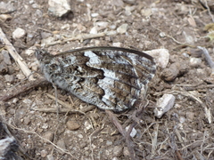 Hipparchia aristaeus