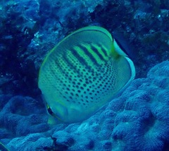 Chaetodon punctatofasciatus