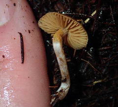 Cortinarius waiporianus