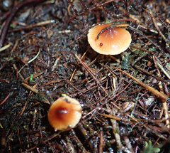 Cortinarius waiporianus