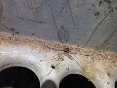 Leuronychus pacificus