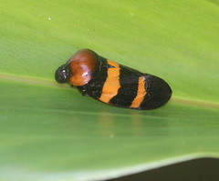 Ectemnonotum distanti