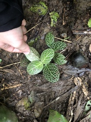 Fittonia albivenis
