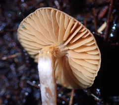 Cortinarius waiporianus