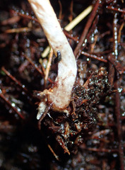 Cortinarius waiporianus