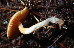 Cortinarius waiporianus