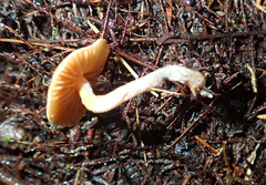 Cortinarius waiporianus