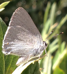 Satyrium sylvinus dryope