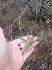 Parkinsonia aculeata