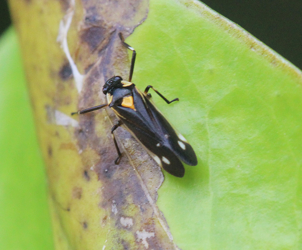 Callitettix costalis