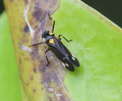 Callitettix costalis