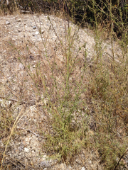 Cordylanthus rigidus