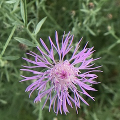 Centaurea